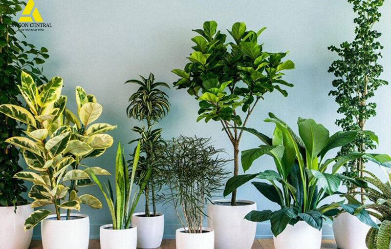 BẮT KỊP 6 XU HƯỚNG TRỒNG CÂY TRONG NHÀ NĂM 2023 DÀNH CHO GIA CHỦ
